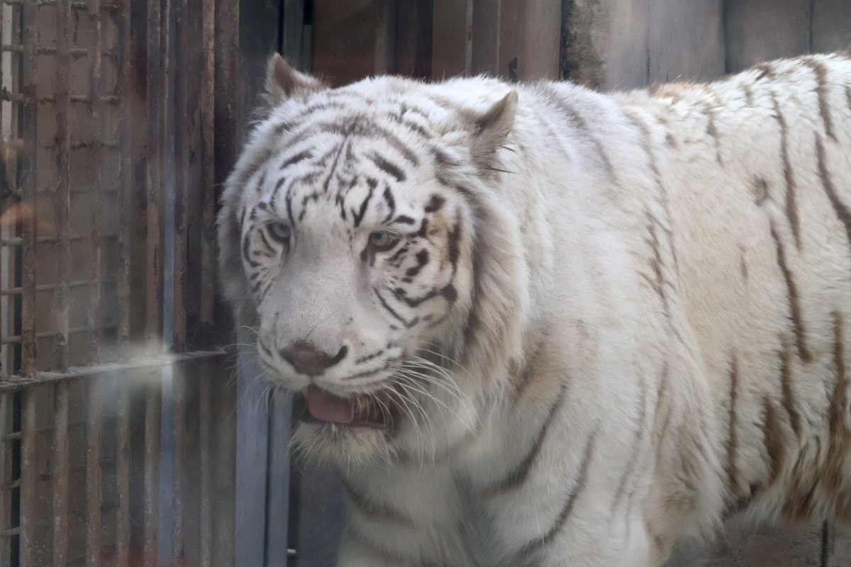 東武動物公園のホワイトタイガーのシュガー

ちょっと久しぶりだった、シュガーくん

この日は全ホワイトタイガーに会えた😆
開園記念日で色々楽しかったです！

#シュガー
#ホワイトタイガー
#東武動物公園

2026.3.28撮影
