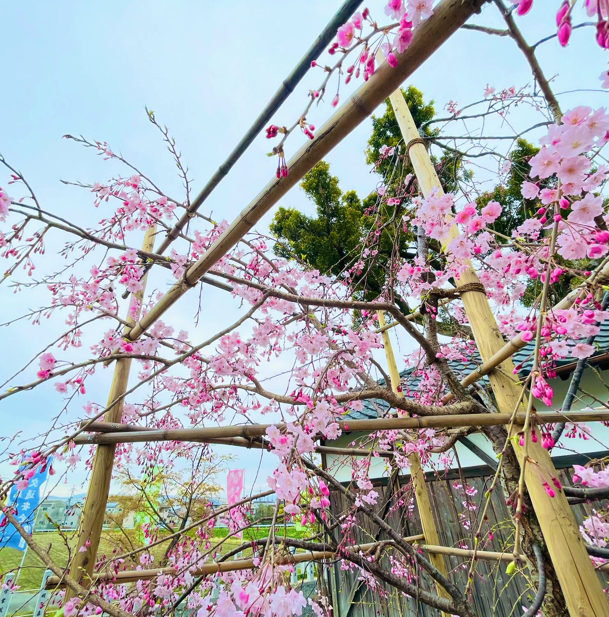 ももの御朱印 tweet media