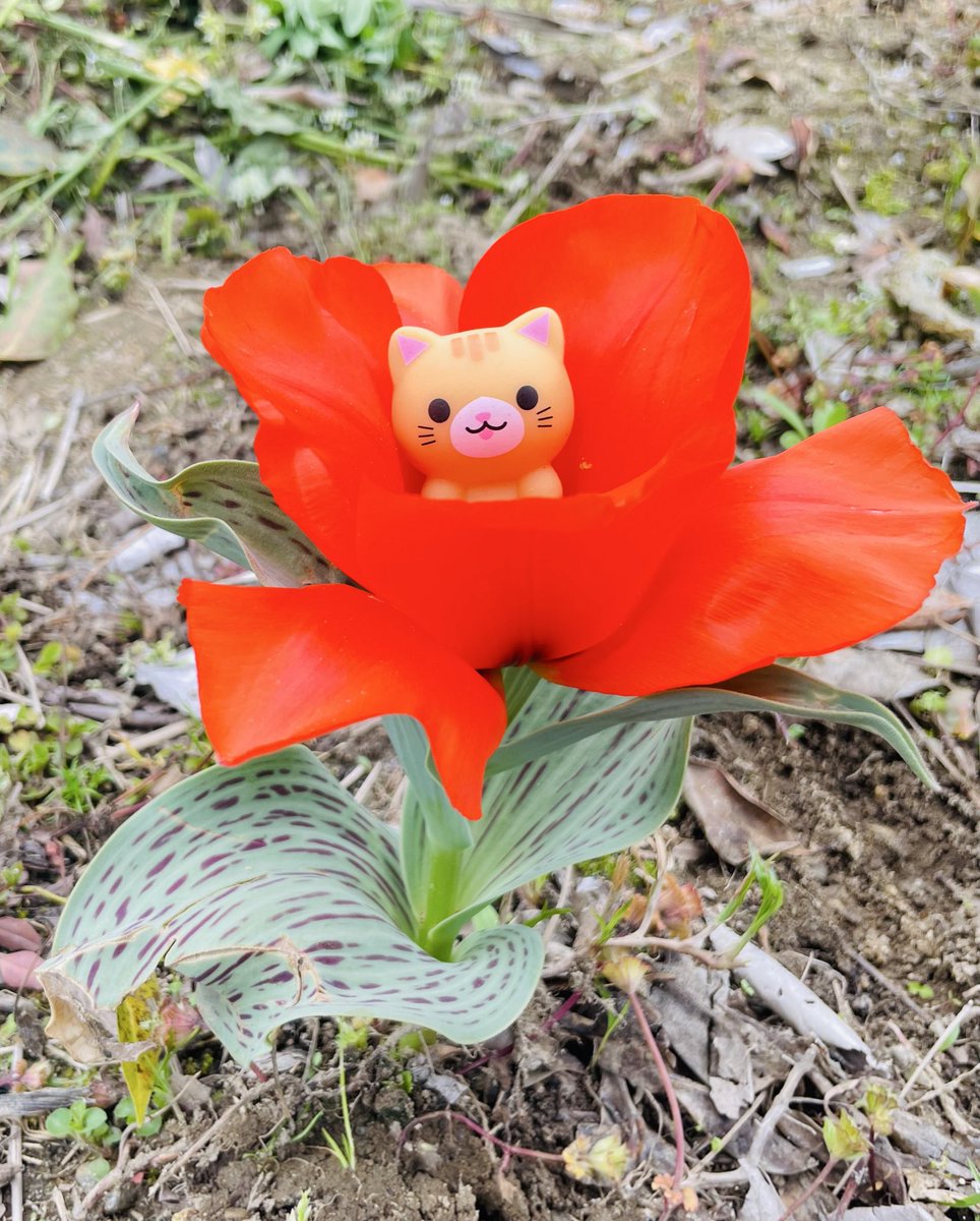 ももの御朱印 tweet media