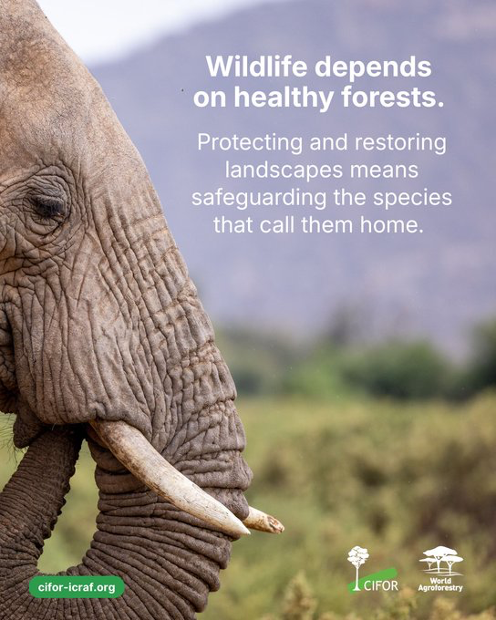 CIFOR_ICRAF's tweet image. #DYK that biodiversity conservation and landscape restoration go hand in hand?

When forests are degraded, habitats shrink. When landscapes are restored, ecosystems recover, and so do the species and communities that rely on them.

#TreesPeoplePlanet