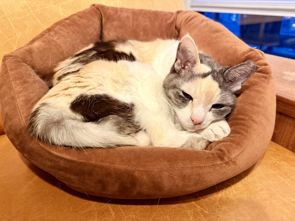 池沢理美 tweet media