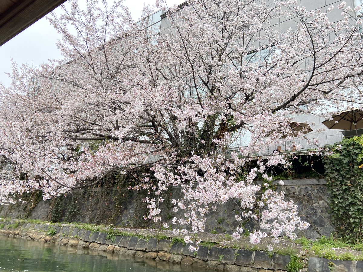 ゆめひろ♪ tweet media