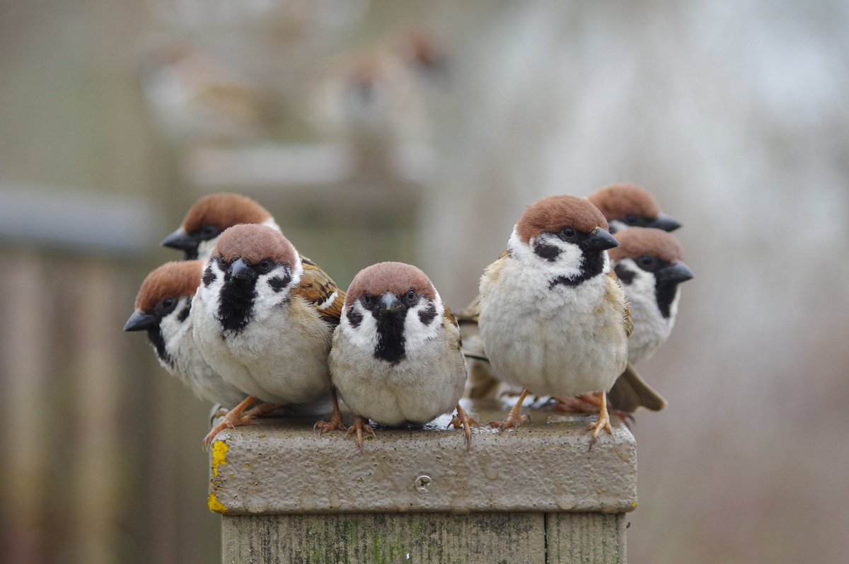 中野さとる tweet media