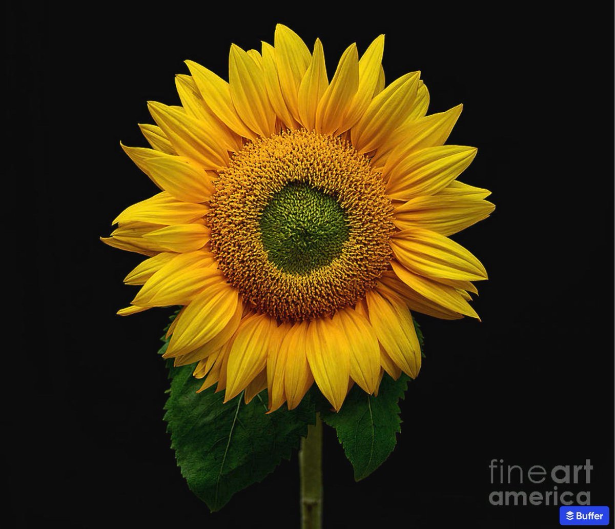 KayeMenner's tweet image. As I've been very behind with PC &amp;amp; Printer issues, I'll leave you with the link to my "Floral Flora" album/collection where you may like to view my many colorful images at the link below:

buff.ly/fJVKCs3

#homedecor #giftideas #wallartforsale #Art #artforsale #BuyIntoArt