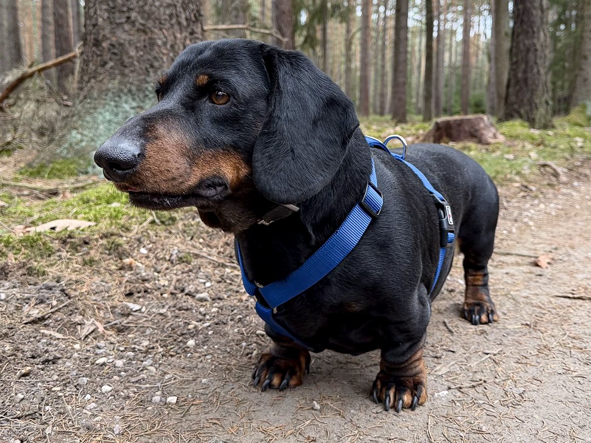 Jan Krčál tweet media