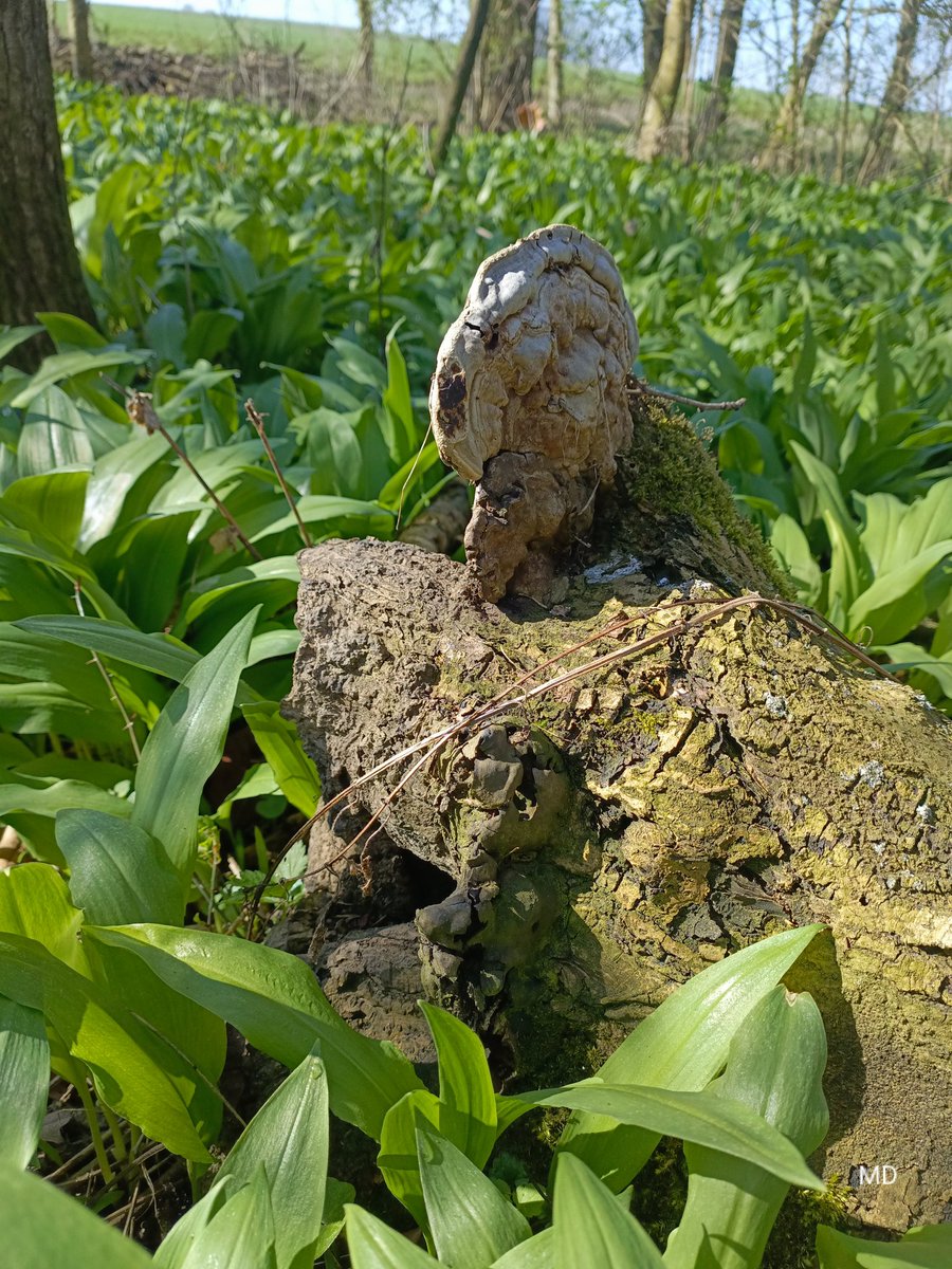 Martina Dvorská tweet media