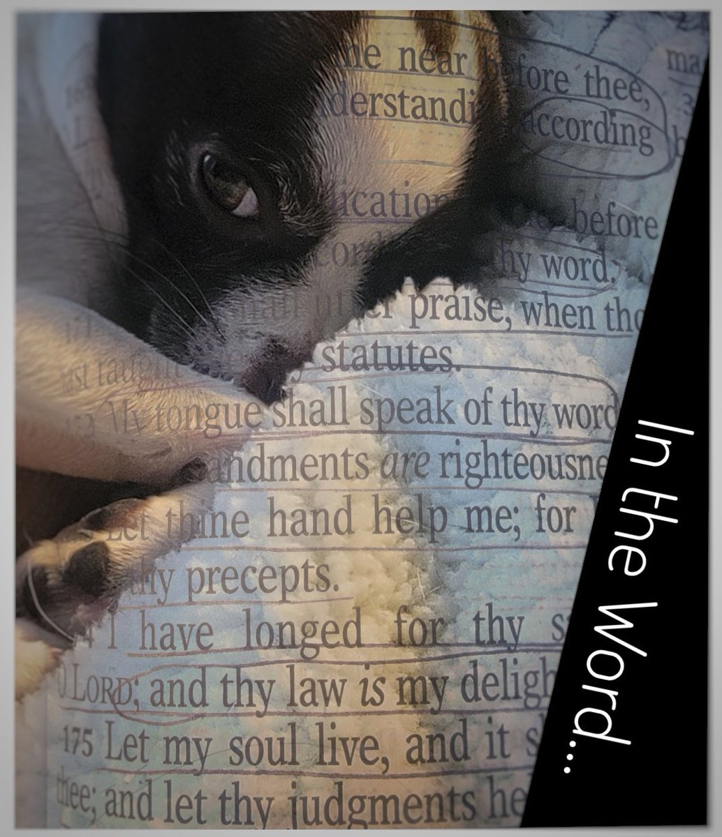 DogDays77's tweet photo. Abiding in the Word is like coziness to the soul.❤️ It wraps you up like a warm blanket providing peace that only He can give. May you take time today to spend time with Jesus. He would love to hear from you.❤️💯 #JesusReigns #IntheWord #Peace #Bible #JesusLovesYou #AbideinHim https://t.co/ZFtgasWxg7