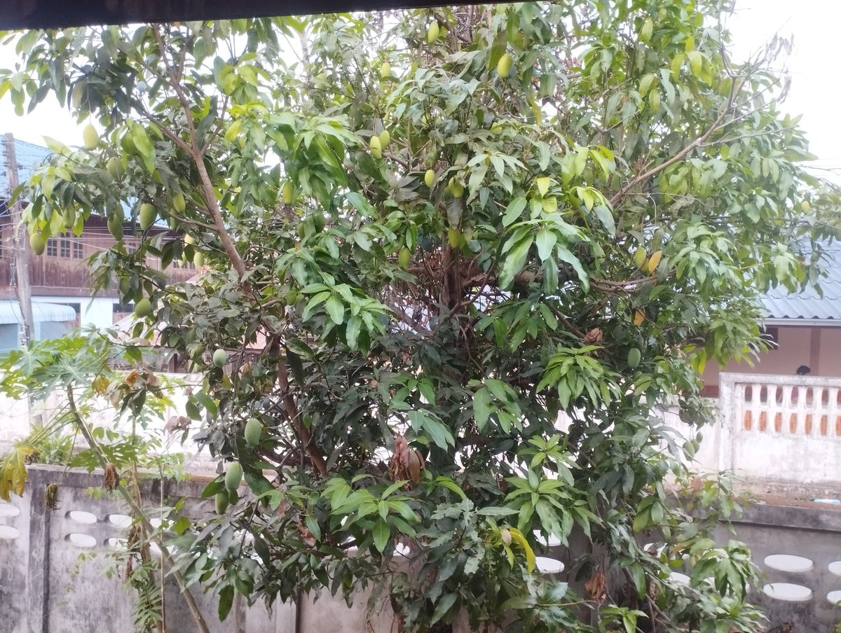 ทหารเสือพระเจ้าตาก ร.๑๔ พัน ๔ tweet media