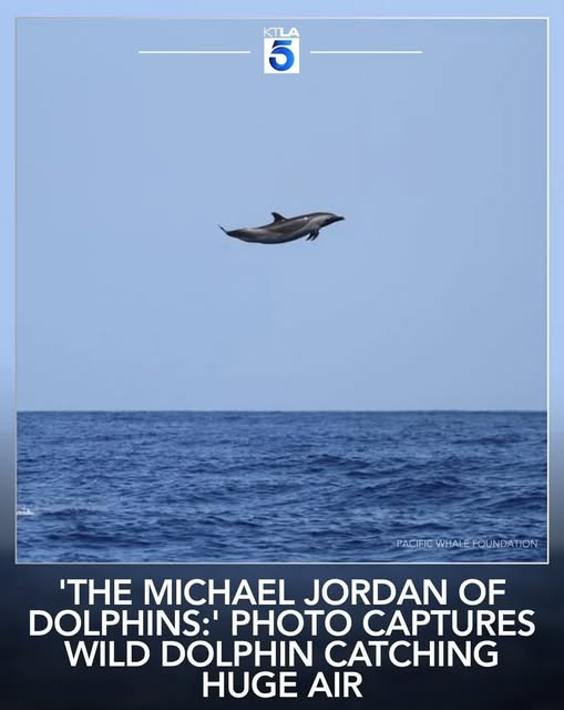 ba bau bua tweet media