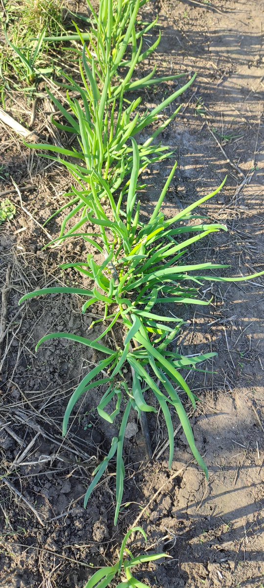 🕶️Wesker's Glasses🏴‍☠️ tweet media