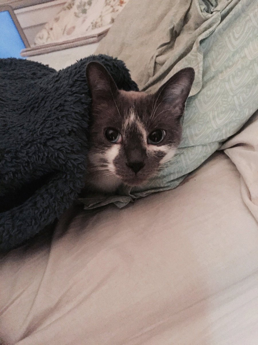 gas station dream girl tweet media