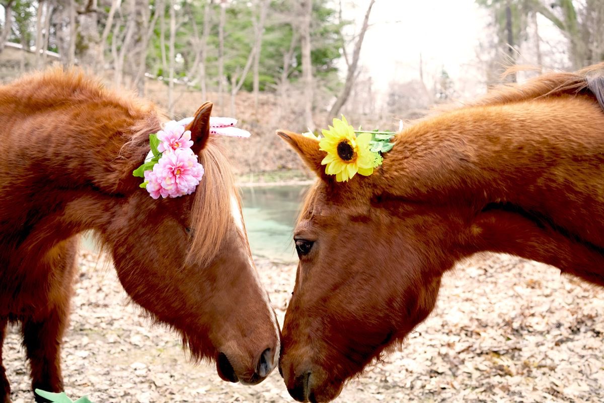 horse tweet media