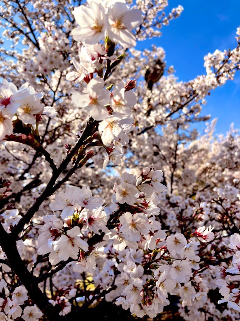 二久アカミ@漫画webtoon原作・小説 tweet media