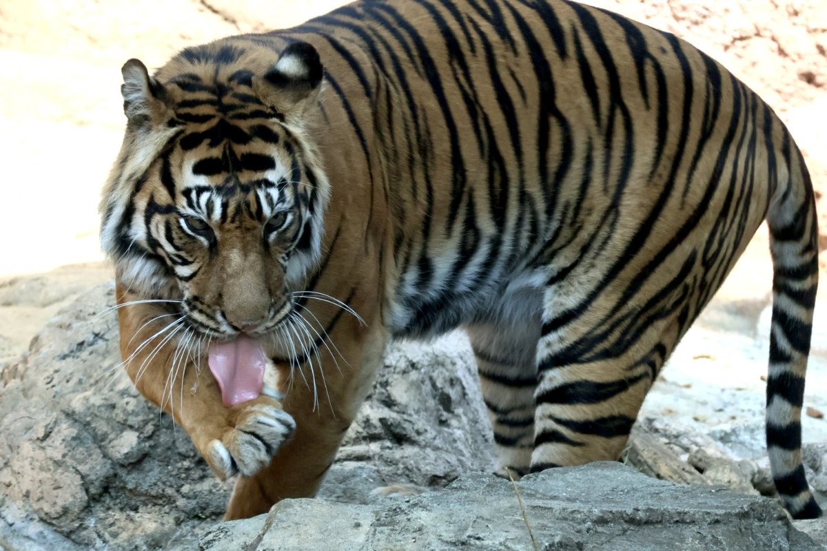 上野動物園のインダさん

高齢になっても可愛いくて美しい😊

#インダ
#スマトラトラ
#上野動物園

2026.3.29撮影