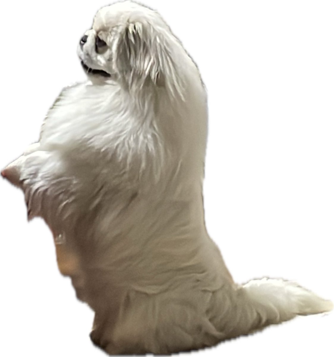 やろっこ tweet media