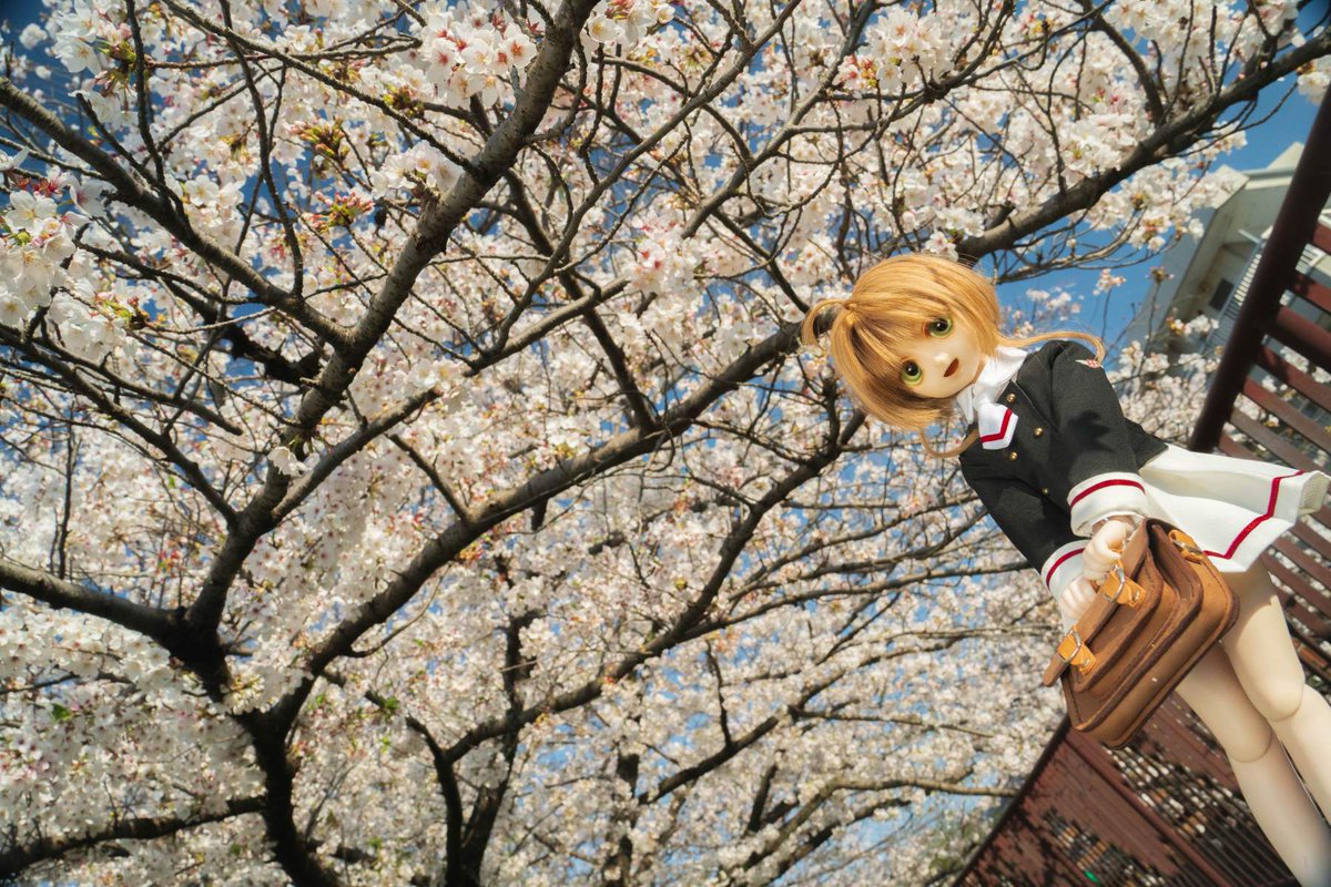 天空 の 桜 ：
