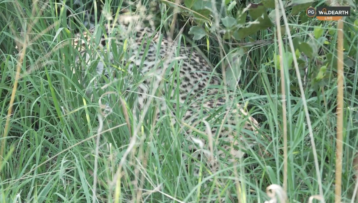 Felipe Bravo tweet media