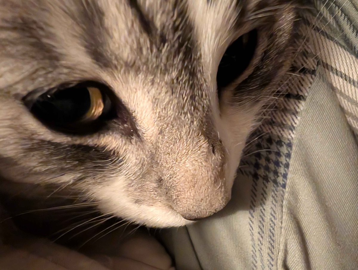 uglycatfactory's tweet photo. she thinks she is sooooo small and innocent. WRONG https://t.co/ZVLL6tIbaI
