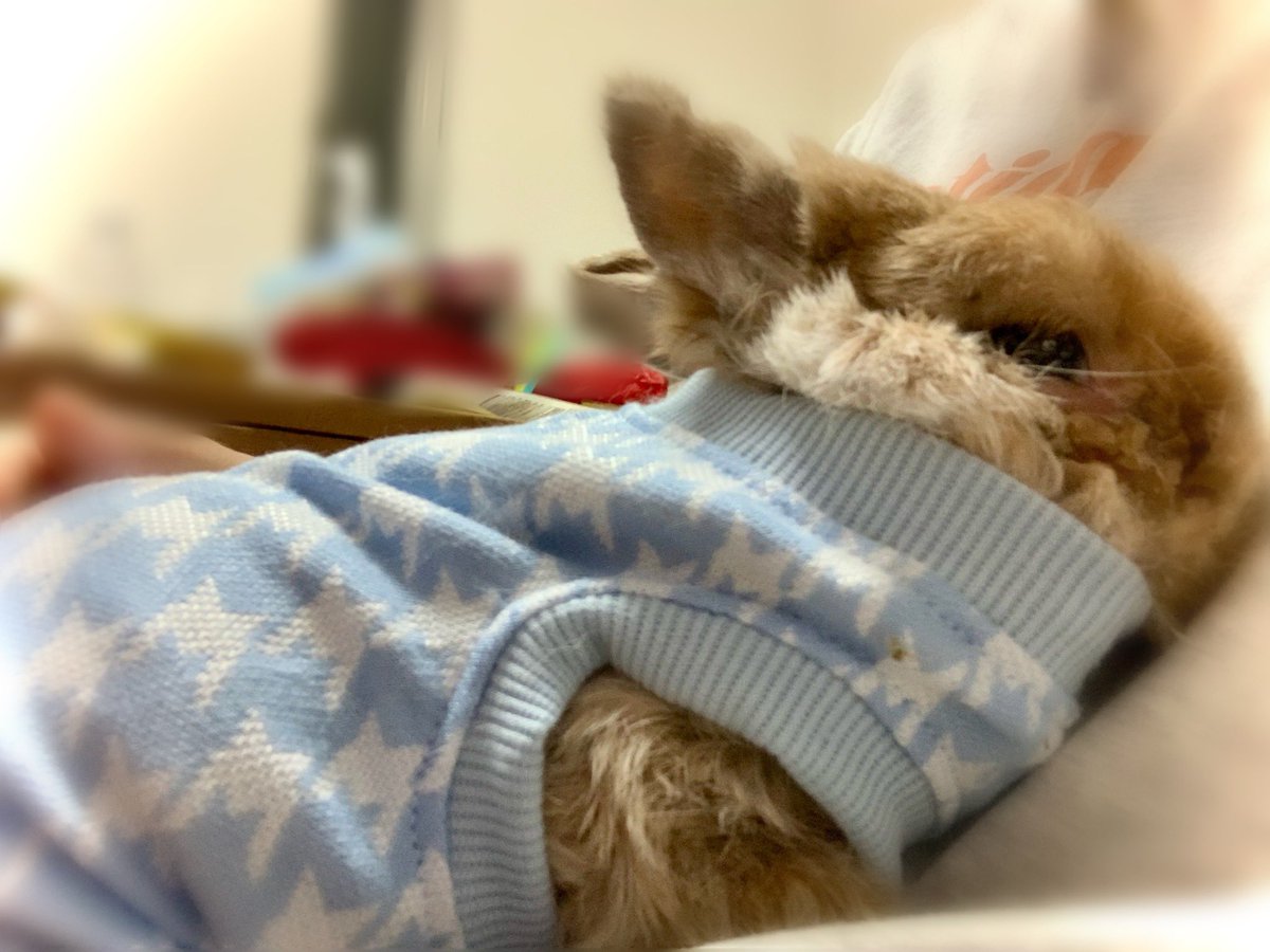 リコッタッタ🍒🧙🦁🐰💚❤️ tweet media