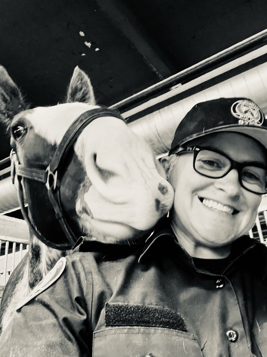 Toronto Police Mounted Unit tweet media