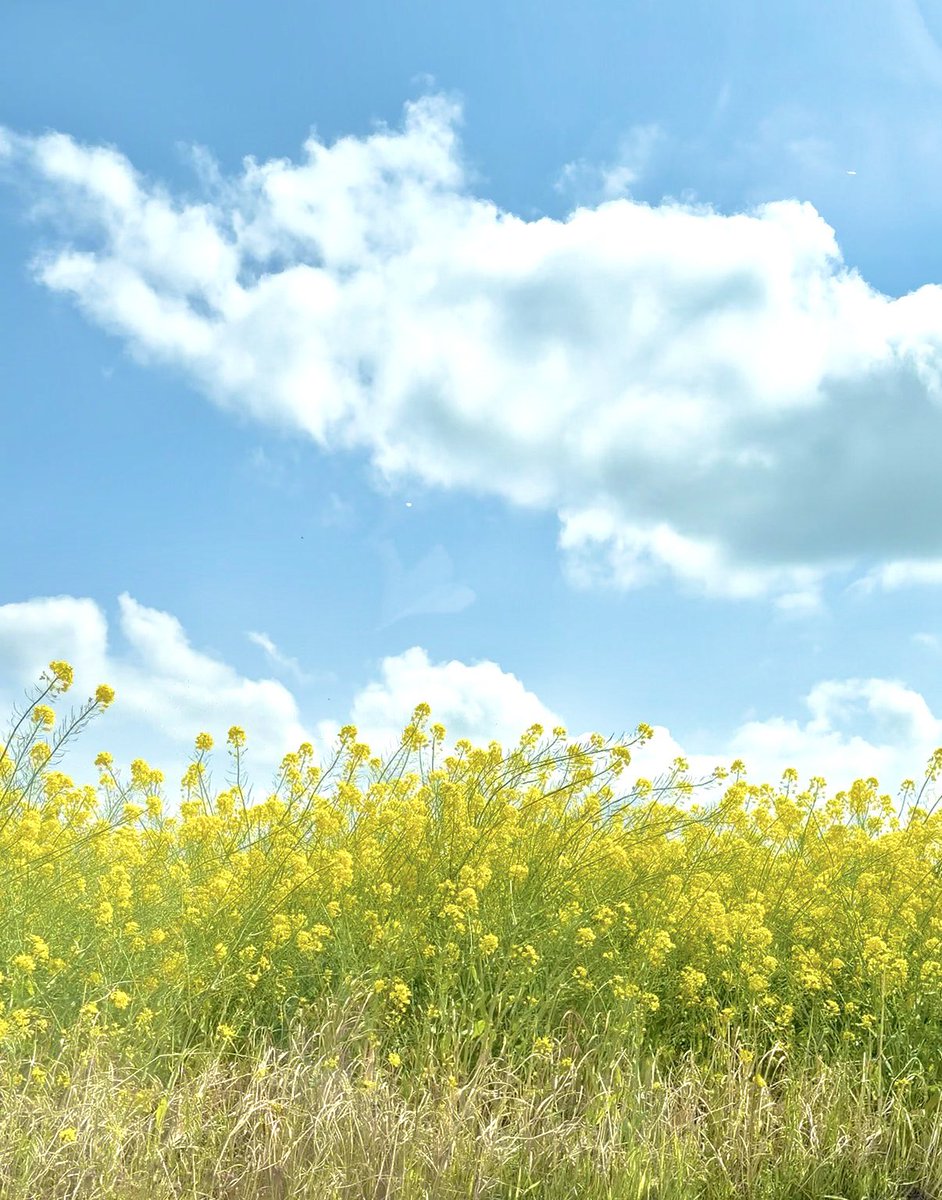 フワちゃんと交換用垢 tweet media