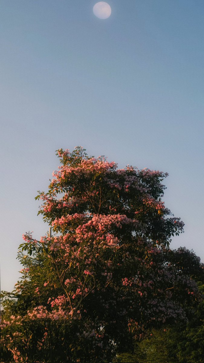 dans 🔰 tweet media