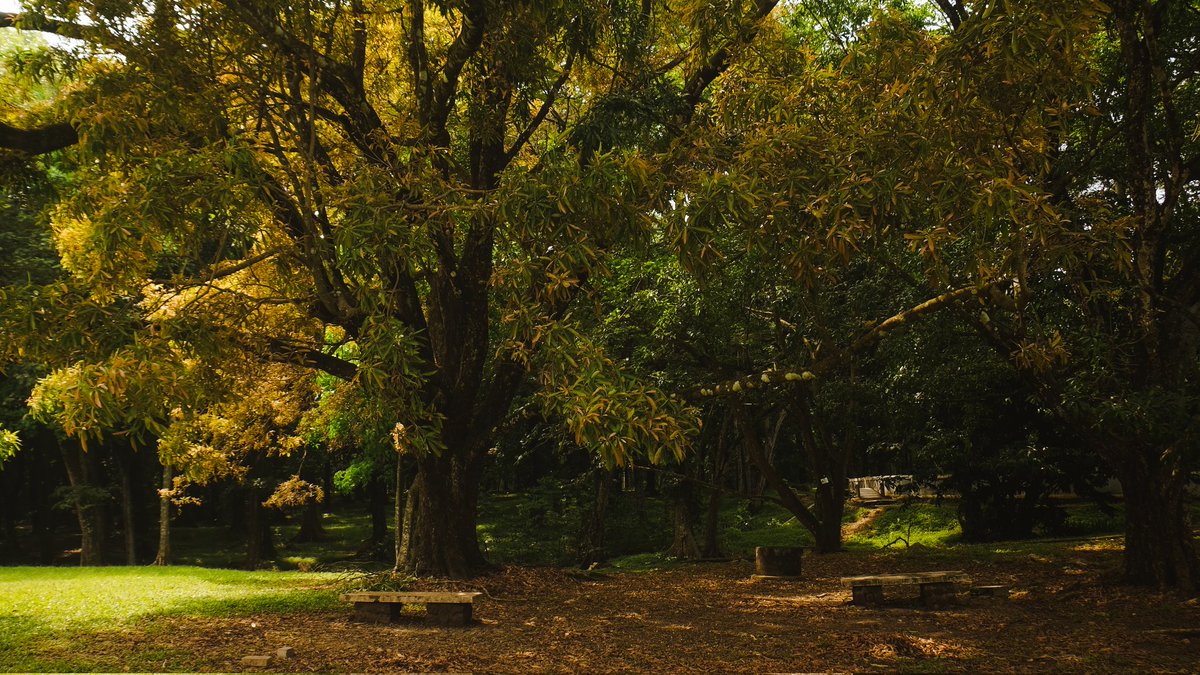 dans 🔰 tweet media