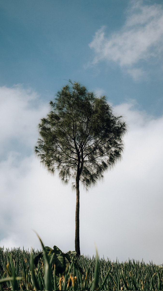 dans 🔰 tweet media