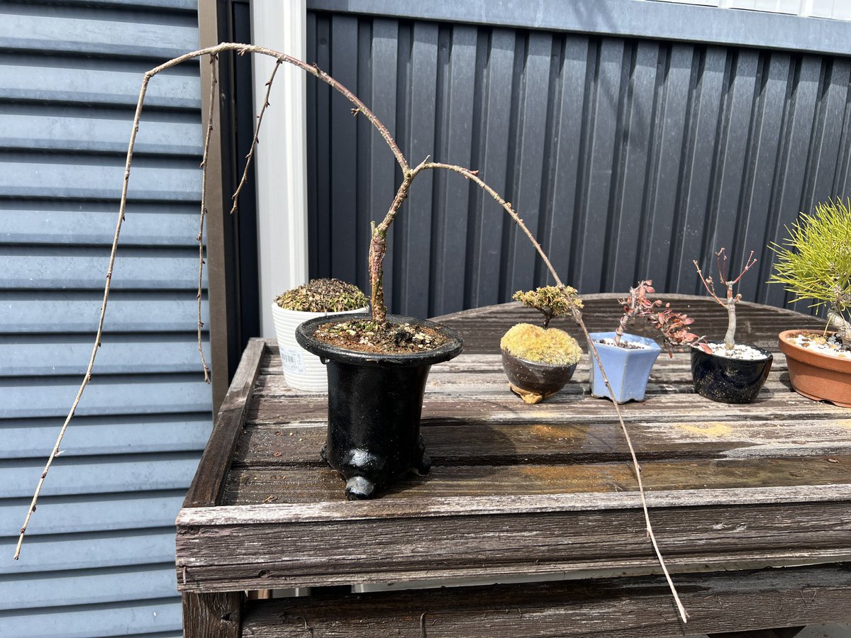 しもじま tweet media