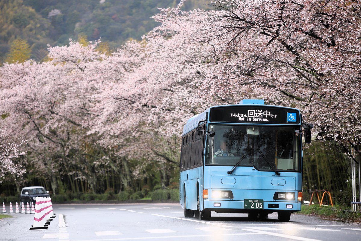 MeicloMickey's tweet photo. 4月4日(土) いわくにバス
205 13系統 岩国駅→室の木→千石原
元:都営バス Y-H222
こちらが本日のメイン🌸
千石原運用にはHRが充当しました。昨日は錦帯橋の花見渋滞で千石原行きは錦帯橋までの短縮運用だったため、撮れるかは運次第になります🤔 https://t.co/54fO7V5J8g