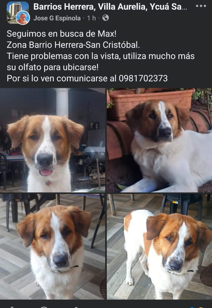 Mascotas Perdidas Py 🇵🇾 tweet media