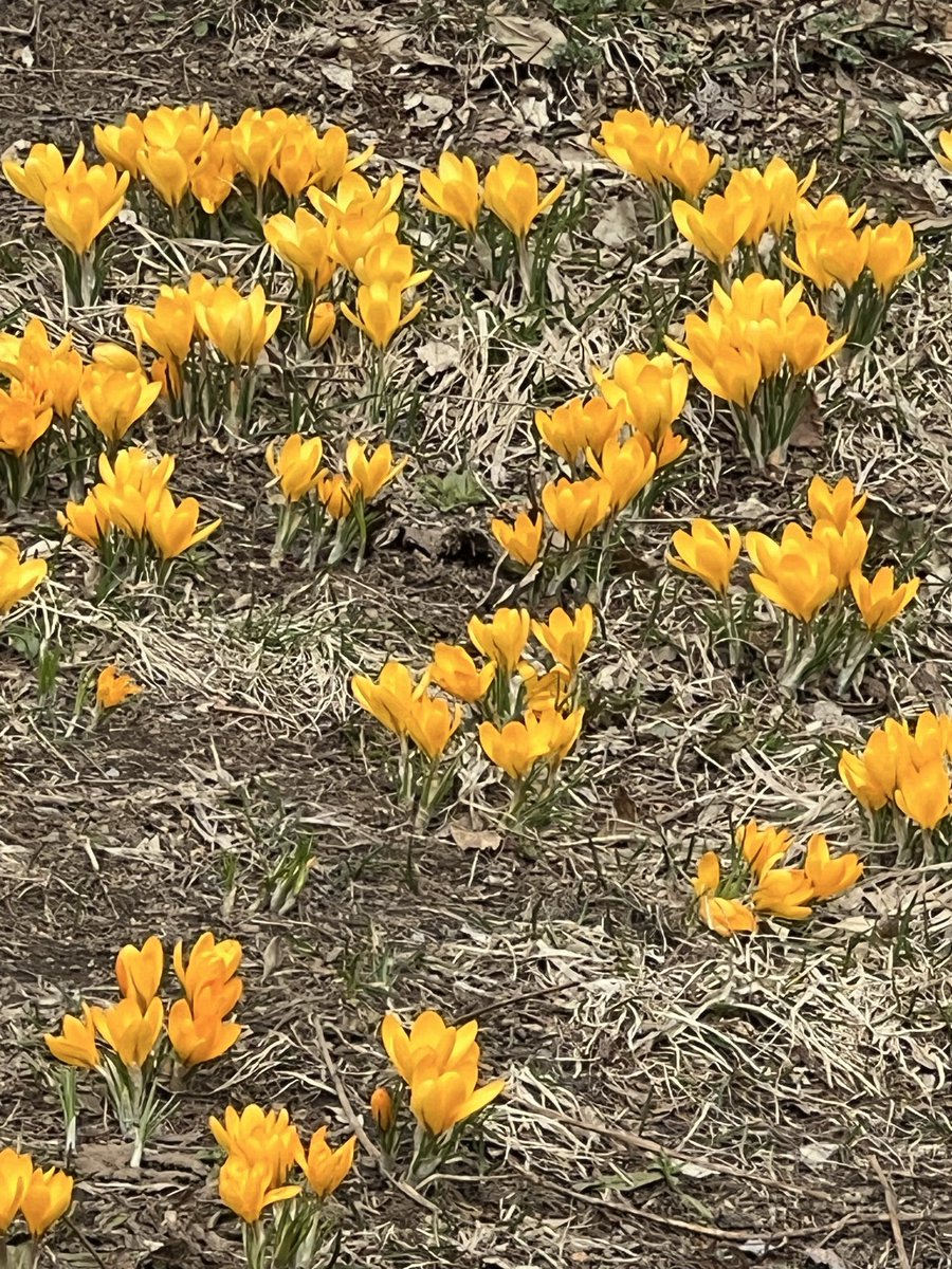 パンジー tweet media