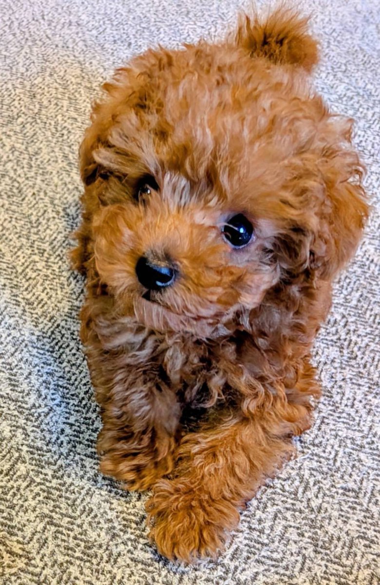 岡田愛 tweet media