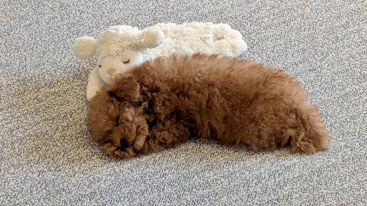 岡田愛 tweet media