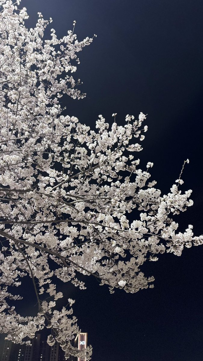 jwp_couple's tweet photo. 봄봄봄🌸🌸
날씨가 너무 좋아서 요샌 꽃구경하는 재미에 푹 빠져있어요🥰
우리 삐는 꽃을 너무 좋아해요
산책중에 서로 엉덩이 만지는건 안비밀😘
#커플 #성향 #데이트 #벚꽃 https://t.co/nFDIhsGI3d