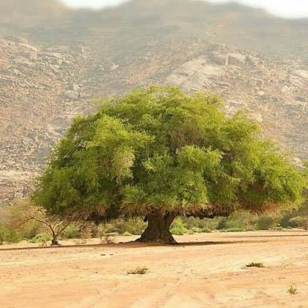 لمّاح tweet media