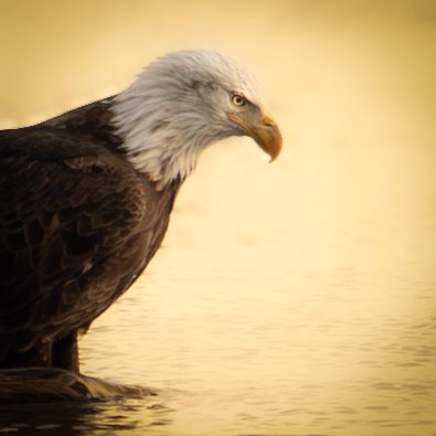 Samantha Ferrone tweet media