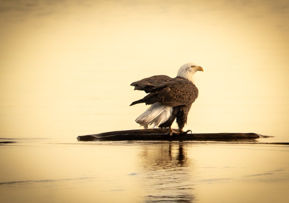 Samantha Ferrone tweet media