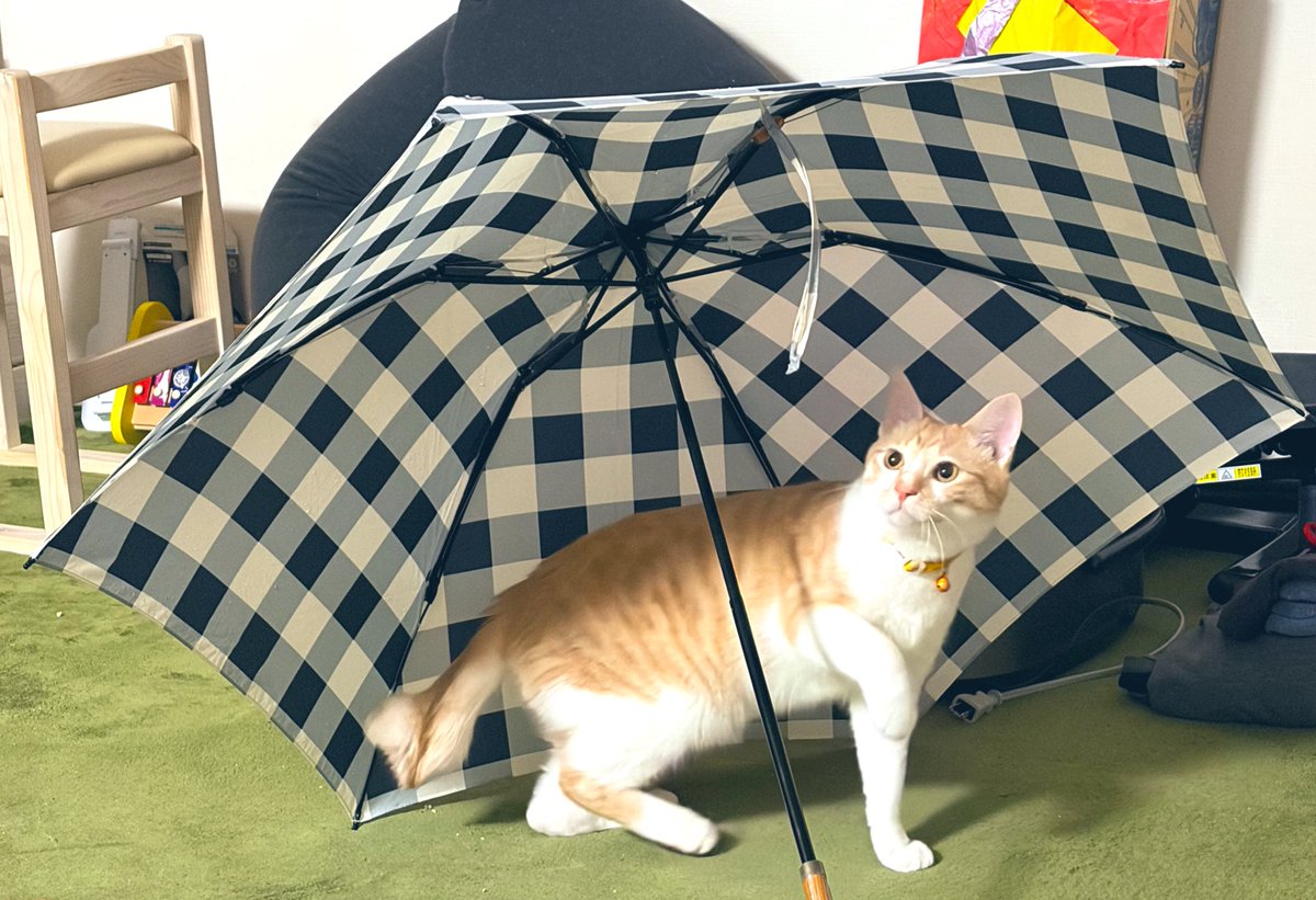 penta616hexus's tweet photo. 初めての傘☂️身体は大きくなってきたけど反応がまだあどけなくて子猫感あるんだなー👦🏻 https://t.co/Ilqp7TtSel
