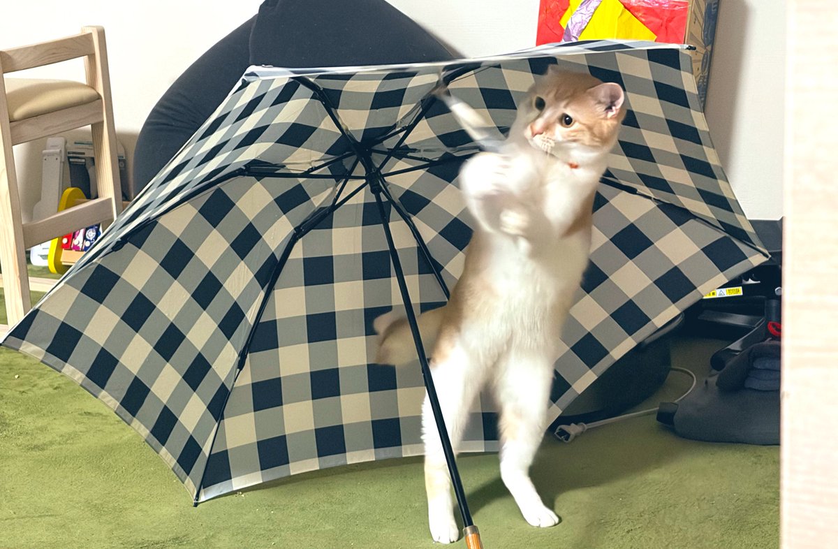 penta616hexus's tweet photo. 初めての傘☂️身体は大きくなってきたけど反応がまだあどけなくて子猫感あるんだなー👦🏻 https://t.co/Ilqp7TtSel