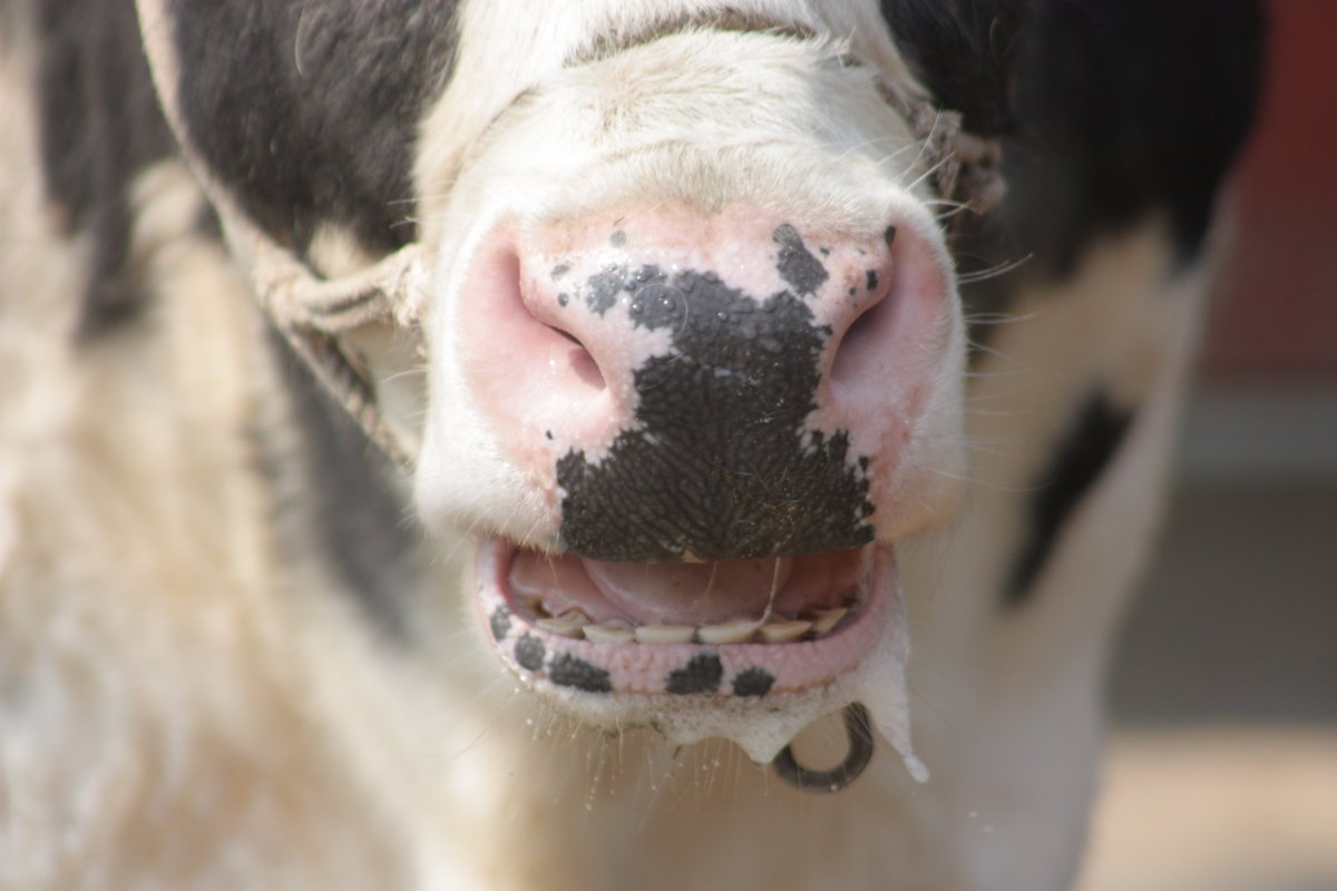 ©やっほーさん 𖤣𖥧𖥣｡𖥧 𖧧 𓃰 tweet media