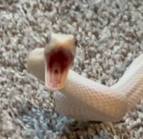 Yeah, only Tofu is allowed to