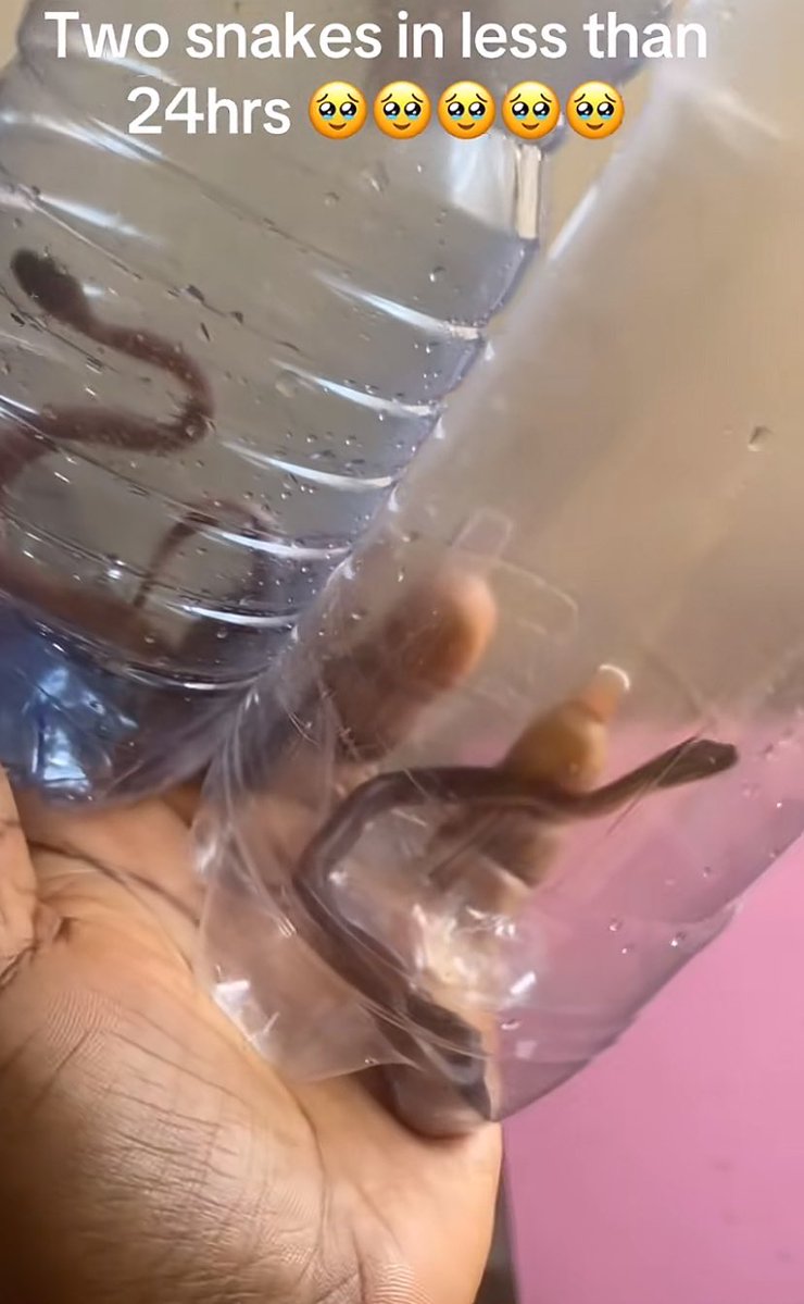 Queen Ella☢️✂️❤️ tweet media