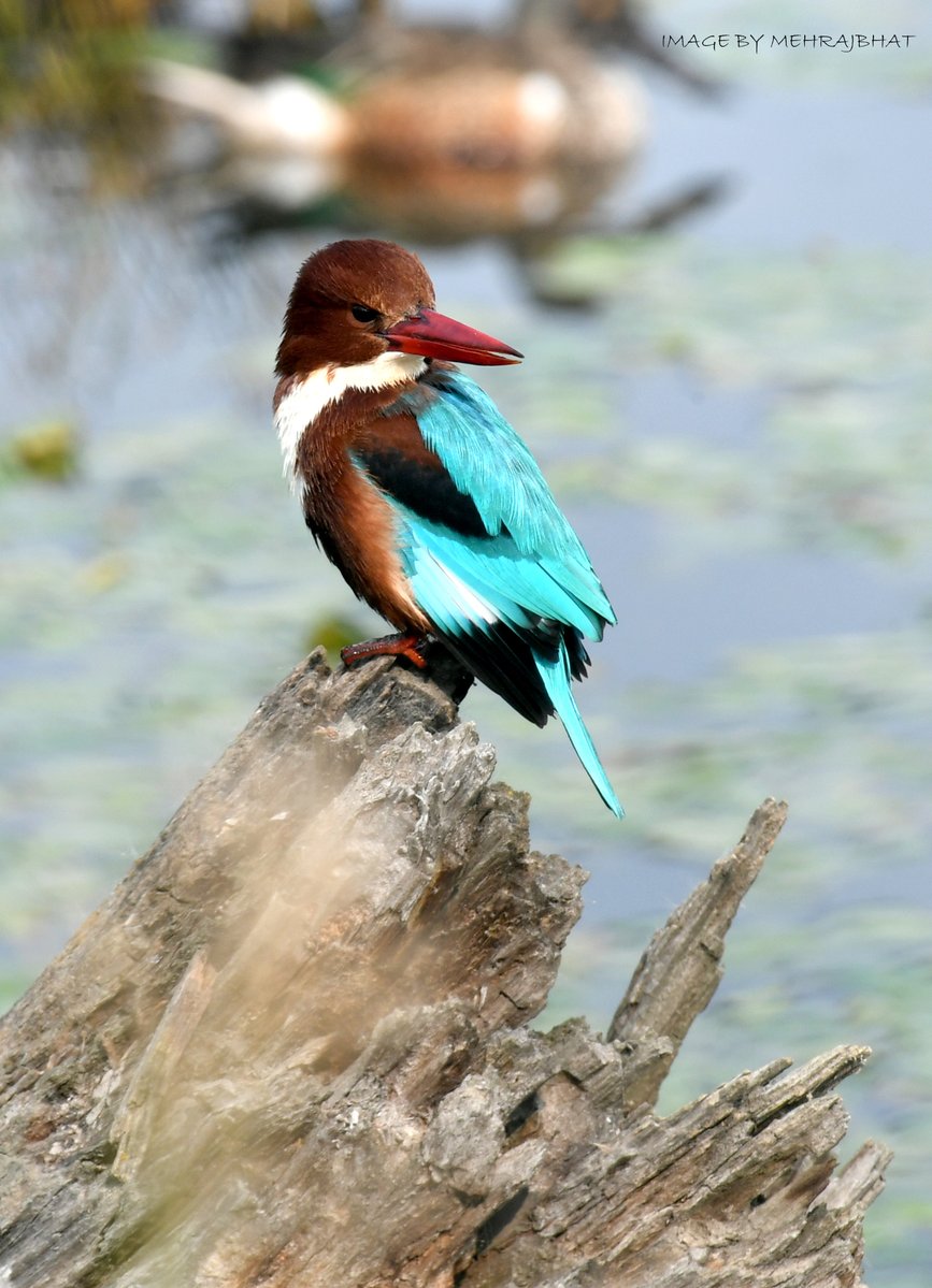KashmirLife's tweet image. Kashmir: The Chatlam Birds
Watch a #KashmirLife #photoFeature on the birds fund in the #Chatlam #Wetland near #Pampore, #Kashmir's #Saffron capital
📷: #MehrajBhat