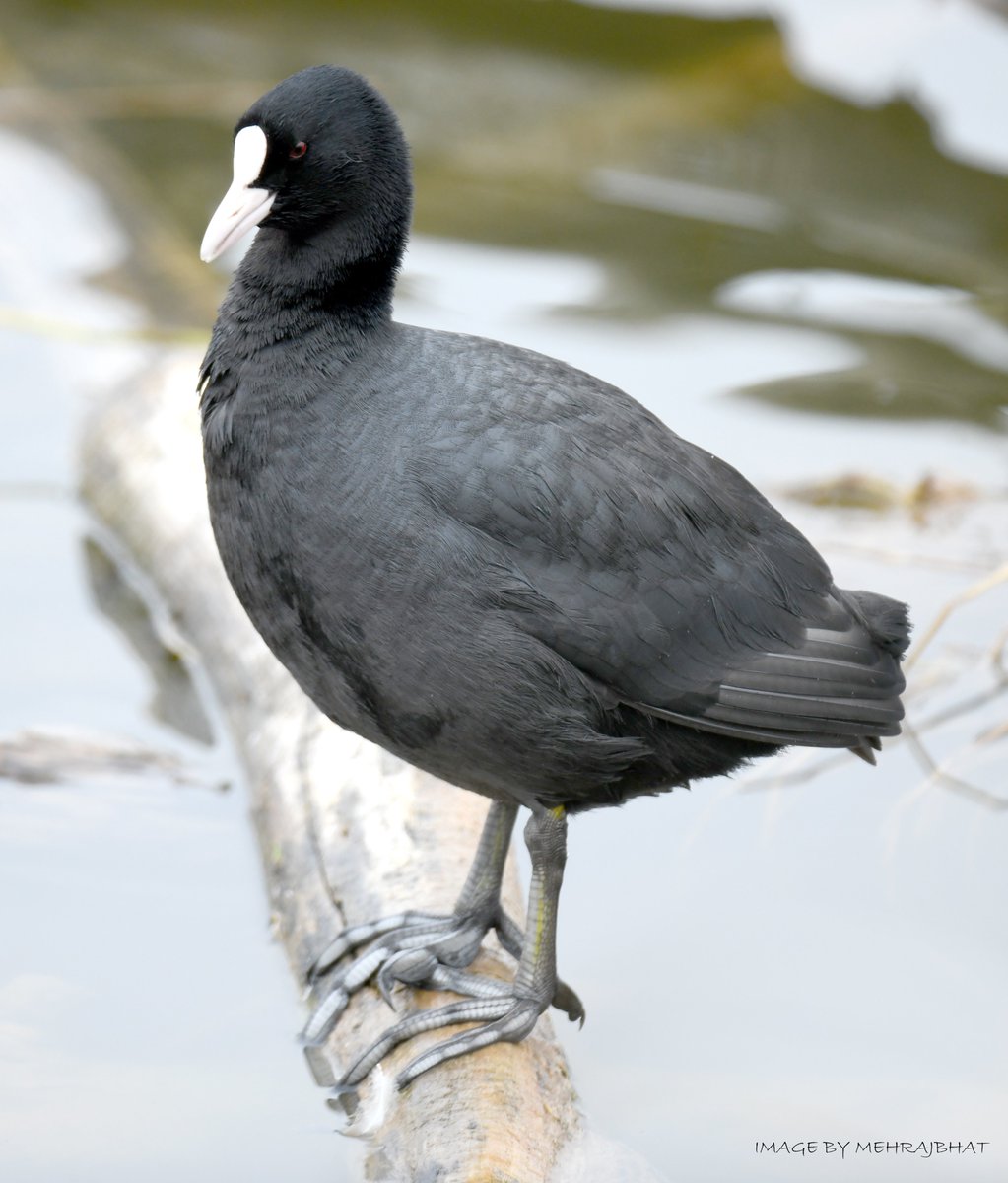 KashmirLife's tweet image. Kashmir: The Chatlam Birds
Watch a #KashmirLife #photoFeature on the birds fund in the #Chatlam #Wetland near #Pampore, #Kashmir's #Saffron capital
📷: #MehrajBhat