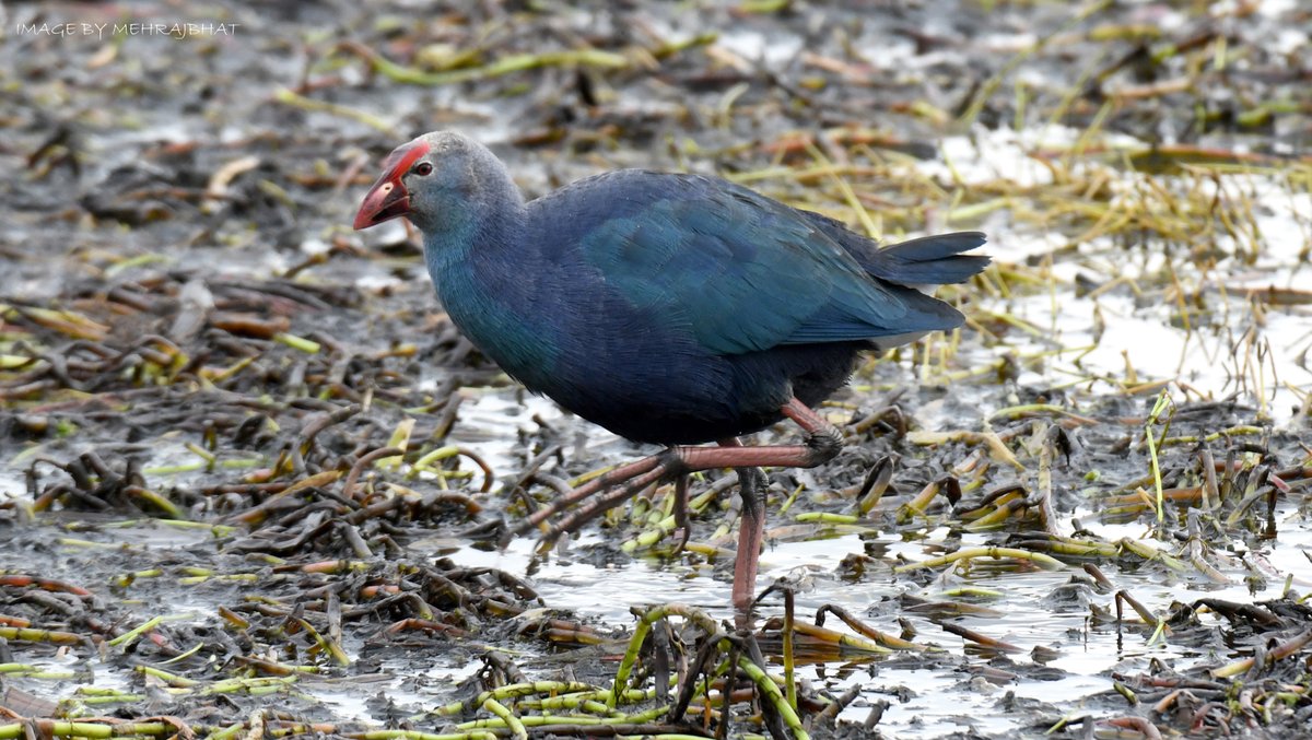 KashmirLife's tweet image. Kashmir: The Chatlam Birds
Watch a #KashmirLife #photoFeature on the birds fund in the #Chatlam #Wetland near #Pampore, #Kashmir's #Saffron capital
📷: #MehrajBhat