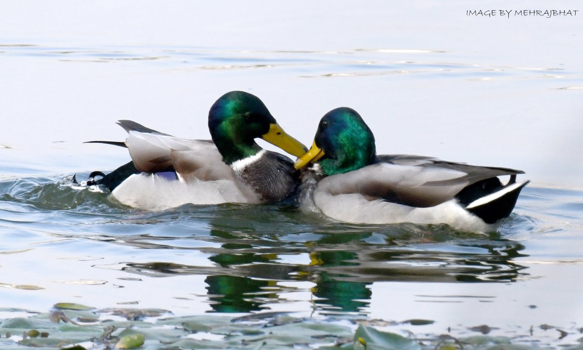 KashmirLife's tweet image. Kashmir: The Chatlam Birds
Watch a #KashmirLife #photoFeature on the birds fund in the #Chatlam #Wetland near #Pampore, #Kashmir's #Saffron capital
📷: #MehrajBhat