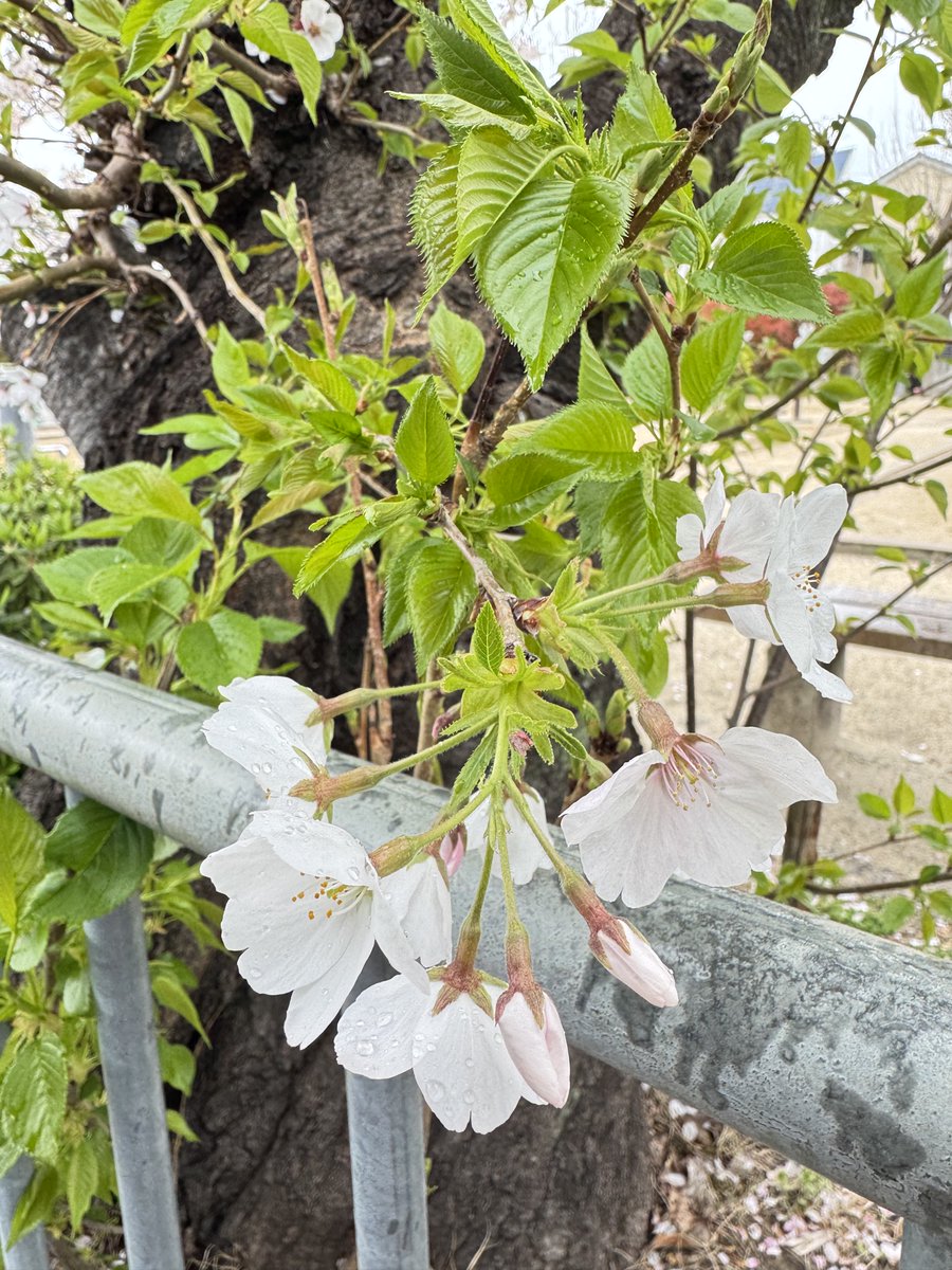 fujis_a (藤)❤️💜 tweet media