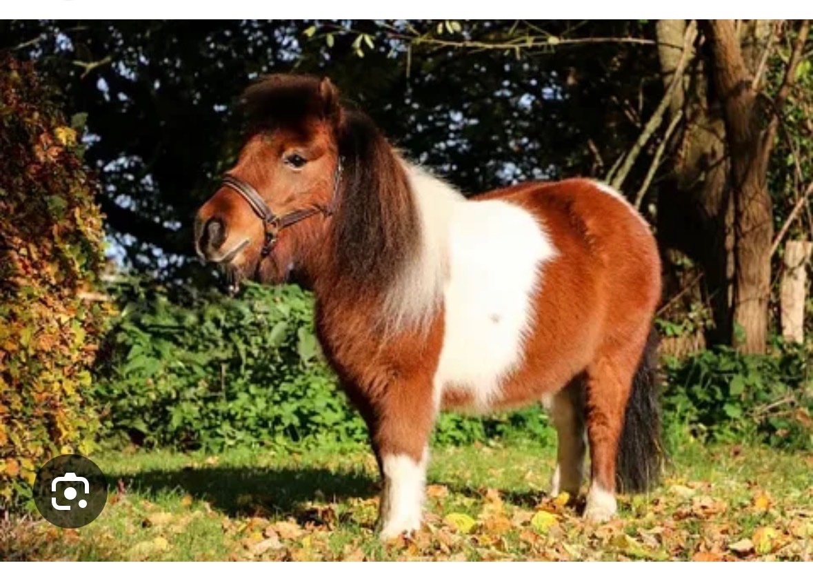 Queen bee🐝 tweet media