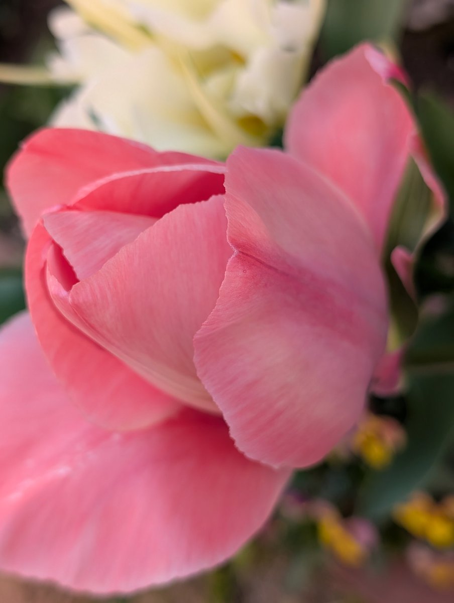 happa🌱 tweet media